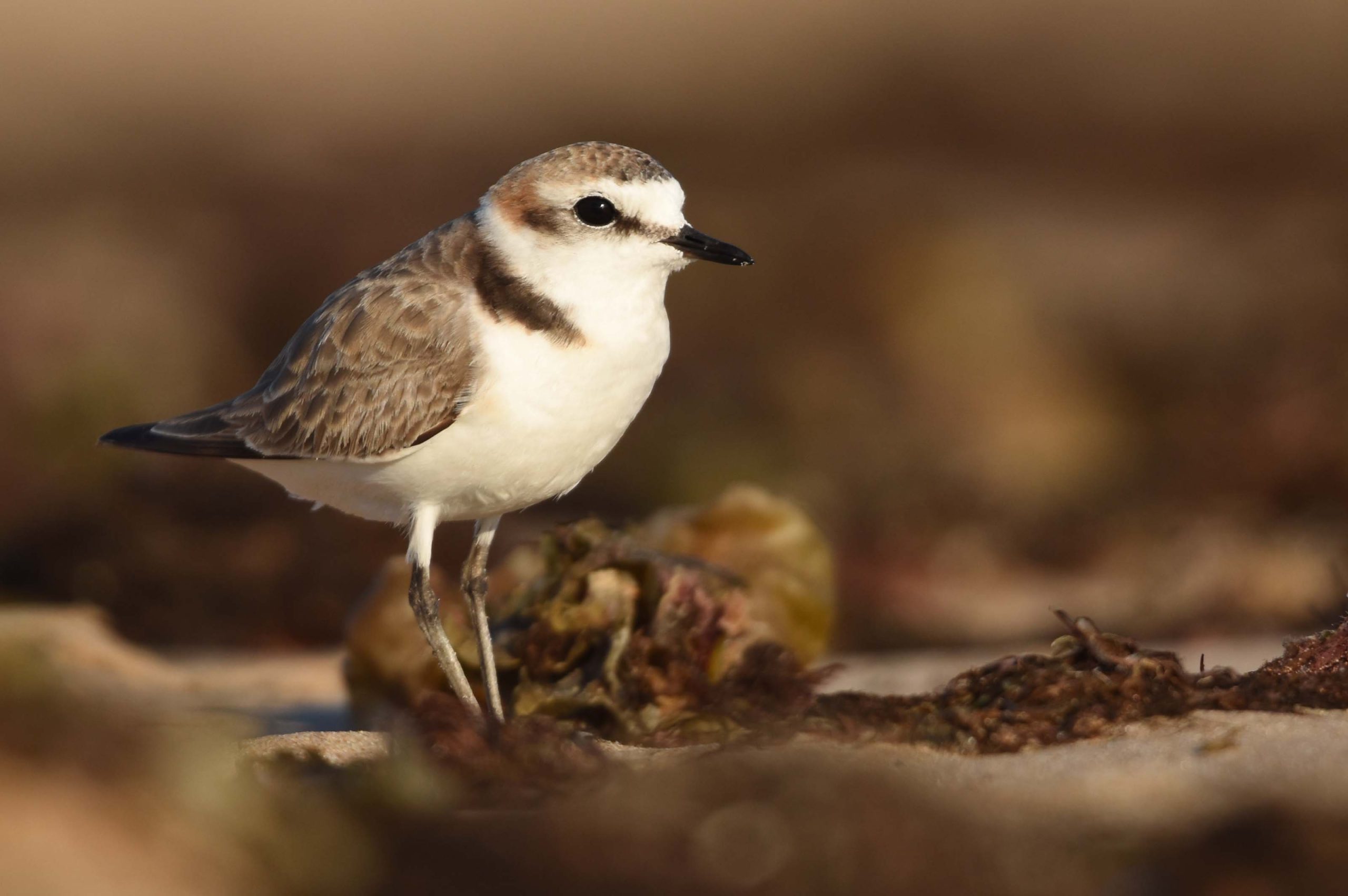 LOS CORRALES DE ROTA: AN ENVIRONMENTAL PARADISE - HACE