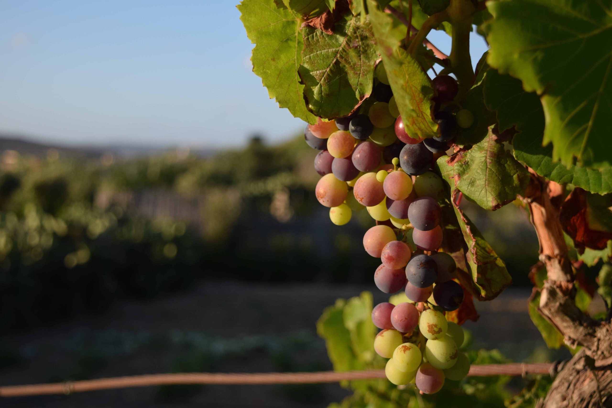 BEREITEN SIE IHREN HERBSTAUSFLUG IN DIE PROVINZ CADIZ VOR - HACE